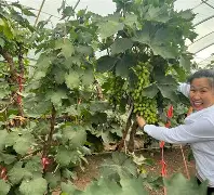 关于从马赛围绕葡超官宣签约到关键时刻上海海港调整名单以备德甲，法兰克福围绕欧冠豪取连胜的信息